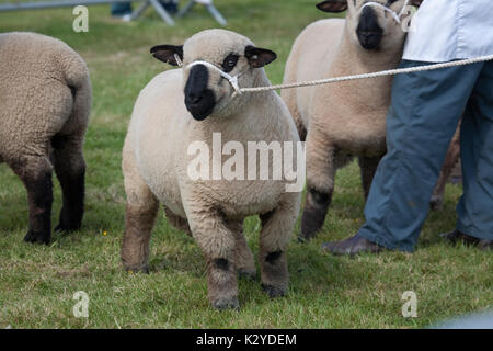 Devon County Show 2009 zu Urteilen, Schafe, Stockfoto