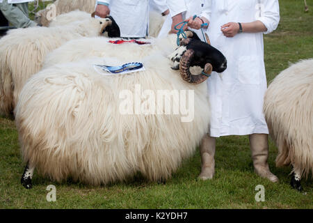 Devon County Show 2009 zu Urteilen, Schafe, Stockfoto