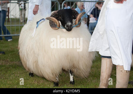 Devon County Show 2009 zu Urteilen, Schafe, Stockfoto