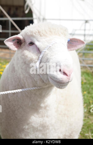 Devon County Show 2009 zu Urteilen, Schafe, Stockfoto