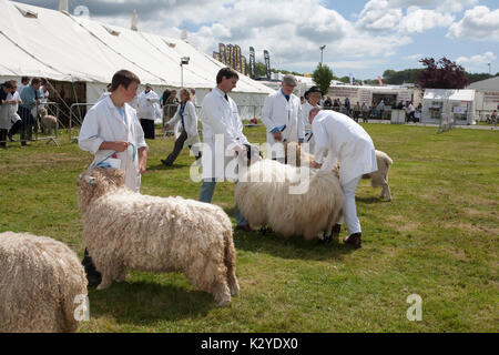 Devon County Show 2009 zu Urteilen, Schafe, Stockfoto