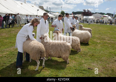 Devon County Show 2009 zu Urteilen, Schafe, Stockfoto