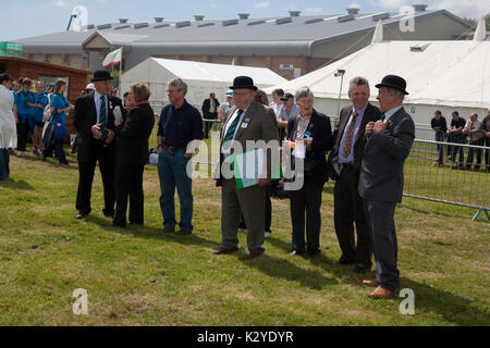 Devon County Show 2009 zu Urteilen, Schafe, Stockfoto