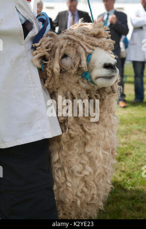 Devon County Show 2009 zu Urteilen, Schafe, Stockfoto