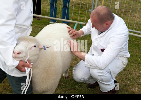 Preisgekrönte Umfrage Dorset kurze wolle Schaf und Handler in Devon County zeigen Stockfoto