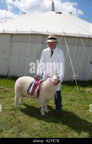 Preisgekrönte Umfrage Dorset kurze wolle Schafe und Handler in Devon County zeigen Stockfoto