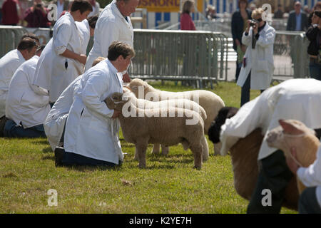 Devon County Show 2009 zu Urteilen, Schafe, Stockfoto