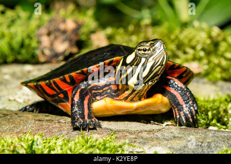 Eine Nahaufnahme eines jungen osteuropäischen Gemalte Schildkröte Stockfoto
