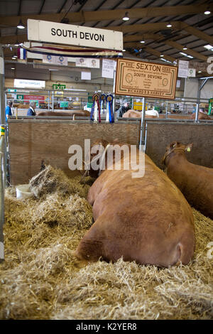 Bull, South Devon Devon County Show 2009 Stockfoto