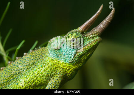 Erwachsenen männlichen Jacksons Chamäleon (Trioceros jacksonii jacksonii) auf Zweig, Nairobi, Kenia Stockfoto