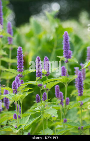 Agastache foeniculum. Anis Ysop in einem Kräutergarten. Großbritannien Stockfoto