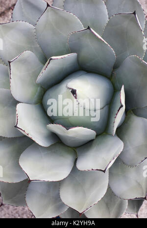 Agave Parryi Pflanze Stockfoto