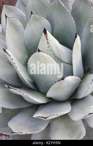 Agave Parryi Pflanze Stockfoto