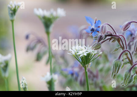 Allium tuberosum und Borago officinalis. Knoblauch, Schnittlauch und Borretsch Blüten Stockfoto