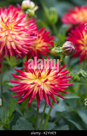 Dahlie "Weston spanische Tänzerin" Blume. Kaktus-Dahlie Stockfoto