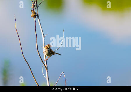 Eine American Song sparrow (Melospiza melodia) auf einem Zweig mit Blick auf ein Feuchtgebiet in Culver, Indiana, USA gehockt Stockfoto