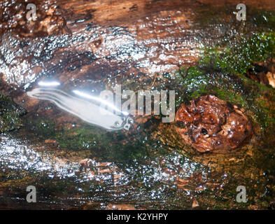 In der Nähe von feuchten Glanz Rinde Textur Oberfläche auf Waldboden; England; UK Stockfoto