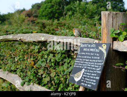 Jugendliche Robin (Erithacus Rubecula) günstig in der Nähe einer Tafel Bird Frühstück sitzen. Großbritannien Stockfoto