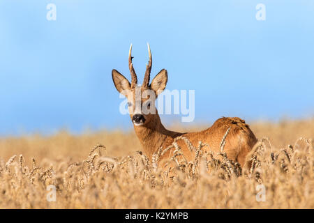 Europäische Reh (Capreolus capreolus) buck Nahrungssuche in Getreide Feld im Sommer Stockfoto