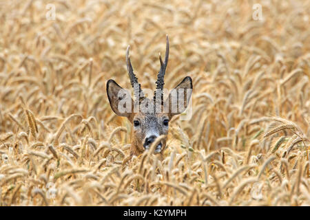 Europäische Reh (Capreolus capreolus) Buck versteckt in Getreide Feld im Sommer Stockfoto