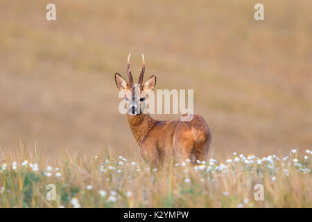 Europäische Reh (Capreolus capreolus) buck Nahrungssuche in Getreide Feld im Sommer Stockfoto