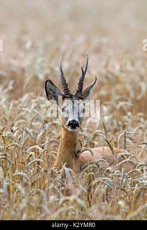 Europäische Reh (Capreolus capreolus) buck Nahrungssuche in Getreide Feld im Sommer Stockfoto