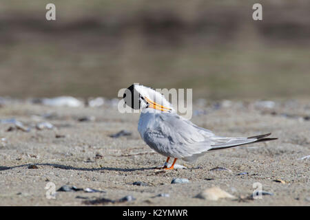 Zwergseeschwalbe (Sterna albifrons albifrons/Sternula) putzt seine Federn auf dem Strand im Sommer Stockfoto