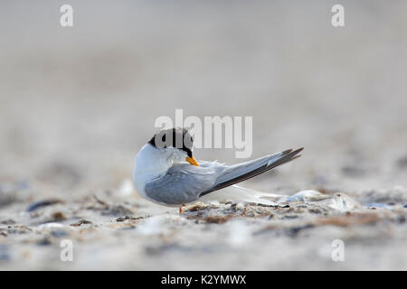 Zwergseeschwalbe (Sterna albifrons albifrons/Sternula) putzt seine Federn auf dem Strand im Sommer Stockfoto