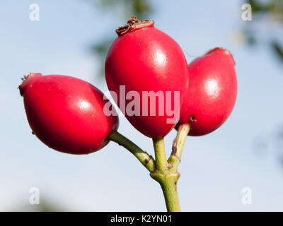 Üppige rote reife Drei wilde Hagebutte Rosa Canina; England; UK Stockfoto