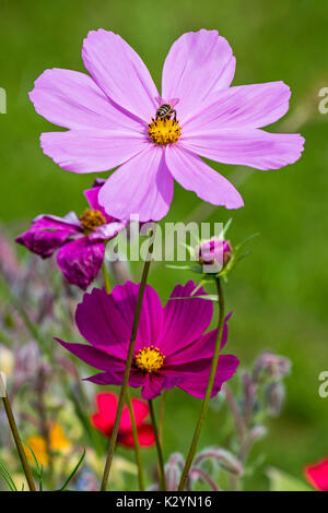 Mischung aus bunten Wildblumen in Wildflower zone Grünland angrenzen, gepflanzt zu gewinnen und helfen Bienen, Schmetterlinge und andere Bestäuber Stockfoto