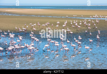 Herde von Flamingos in Walvis Bay, Namibia Stockfoto