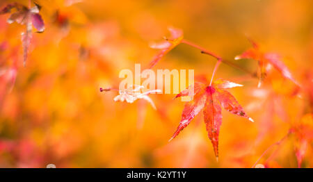 Herbstlaub, sehr flachen Fokus Stockfoto