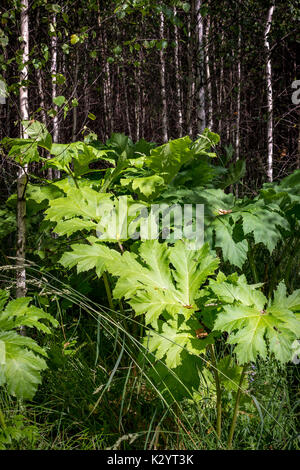 Große Dickicht der Heracleum Stockfoto