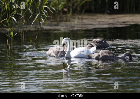 Höckerschwan (Cygnus Olor) Stockfoto