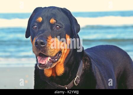 Rescue Rottweiler am Strand in Fernandina Beach, Florida Stockfoto