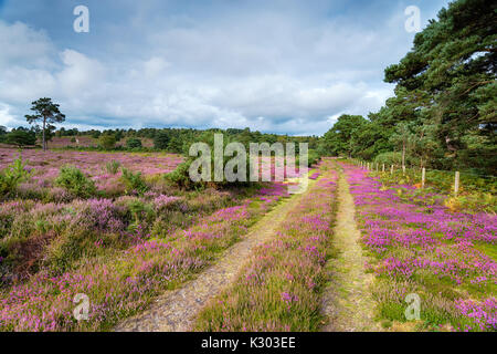 Heather in der Blüte auf Heide bei Arne in der Nähe von Wareham in der Landschaft von Dorset Stockfoto