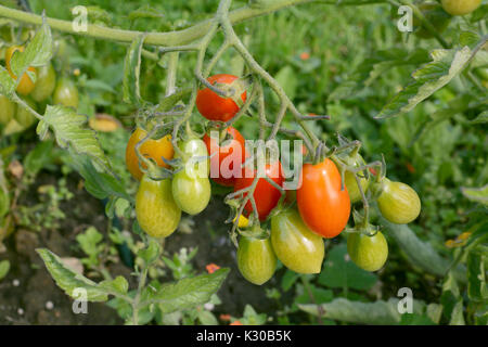 Rainbow Cherry Plum Tomaten truss mit vielen Früchten - rot, orange und grün Stockfoto