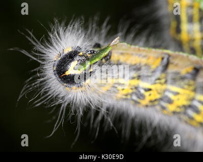 Buff Tipp Motte Caterpillar auf Willow Stockfoto