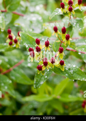 Roter Pfeil tipp Blumen geschlossen Blütenblatt Knospen wächst im Sommer nasse Regen; England; UK Stockfoto