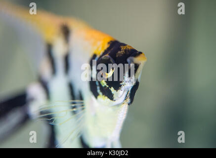 Angelfish Gesicht Stockfoto