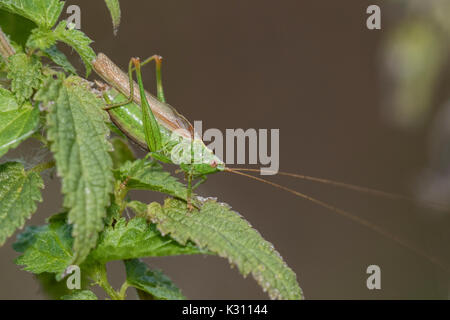 Langem Außengewinde - geflügelte Pfeilspitze (Conocephalus verfärben) singen Von einem nesselblatt, Cambridgeshire, England Stockfoto