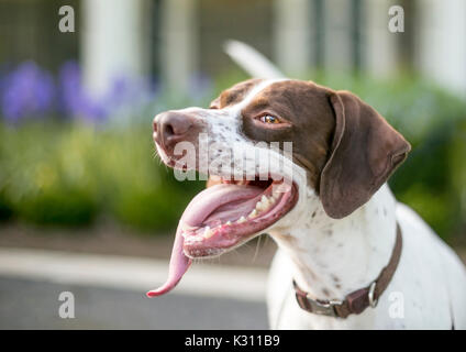 Ein englischer Pointer-Mischhund mit langer Zungenkeule Stockfoto