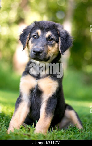 Outdoor Portrait von einem Schäferhund Welpe Stockfoto