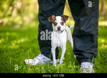 Eine kleine Chihuahua mix Hund zwischen die Beine einer Person Stockfoto