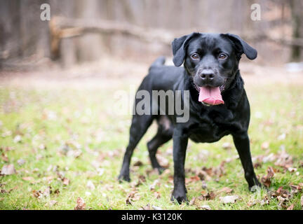 Ein schwarzer Labrador Retriever Hund mit einem glücklichen Ausdruck Stockfoto