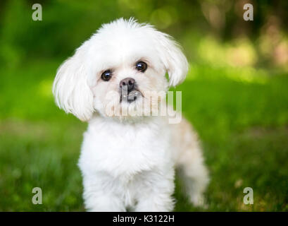 Einen kleinen flauschigen weißen Mischling Hund im Freien Stockfoto