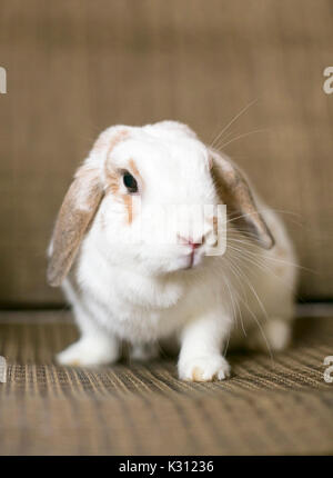 Eine weiße und braune Holland Lop Eared Rabbit Stockfoto