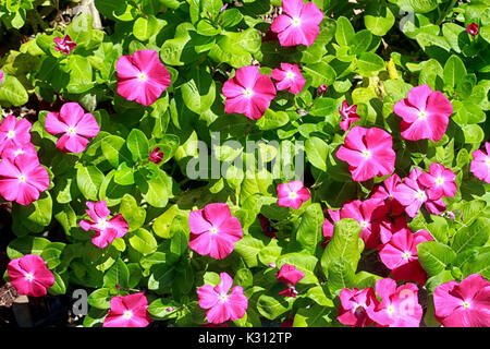 Rosa Blüten eines Madagascar periwinkle plant heben Sie sich von der hellen grünen Blättern. Stockfoto