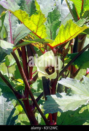 Detail zeigt eine hellgelbe Blüte, helle grüne Blätter, und Burgund Stengel eines roten Burgunder okra Anlage. Stockfoto