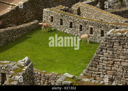 Häuser und Lamas bei Machu Picchu Inka Ruinen aus dem 15. Jahrhundert (Weltkulturerbe), das Heilige Tal, Peru, Südamerika Stockfoto